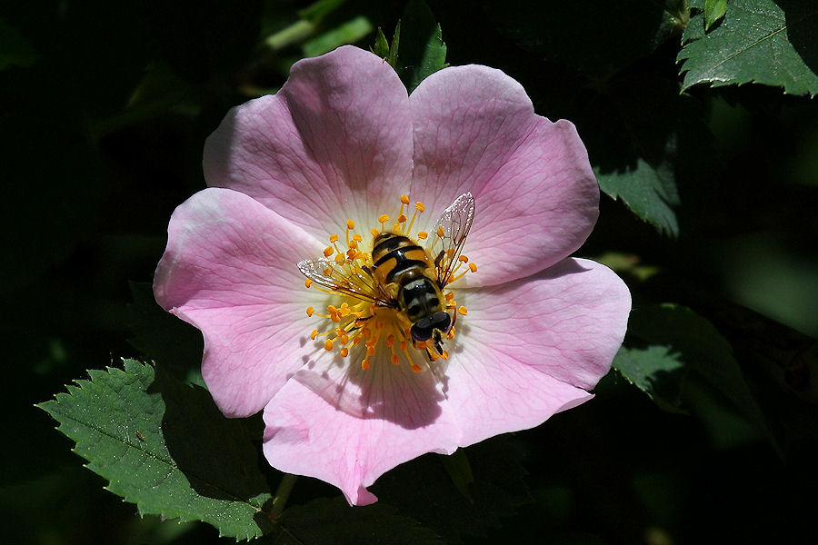 Vespa, ma di che specie ... Myathropa florea